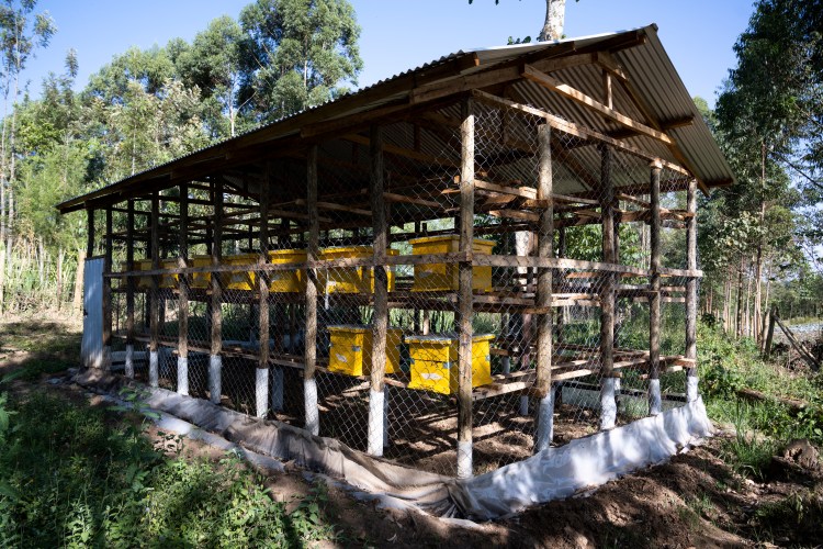 From bee keeping, Artemisa planting, herbal drying and BSF to fish ponds and organic farming. Highlight silk farming - at Core Health & Wealth in Bungoma county