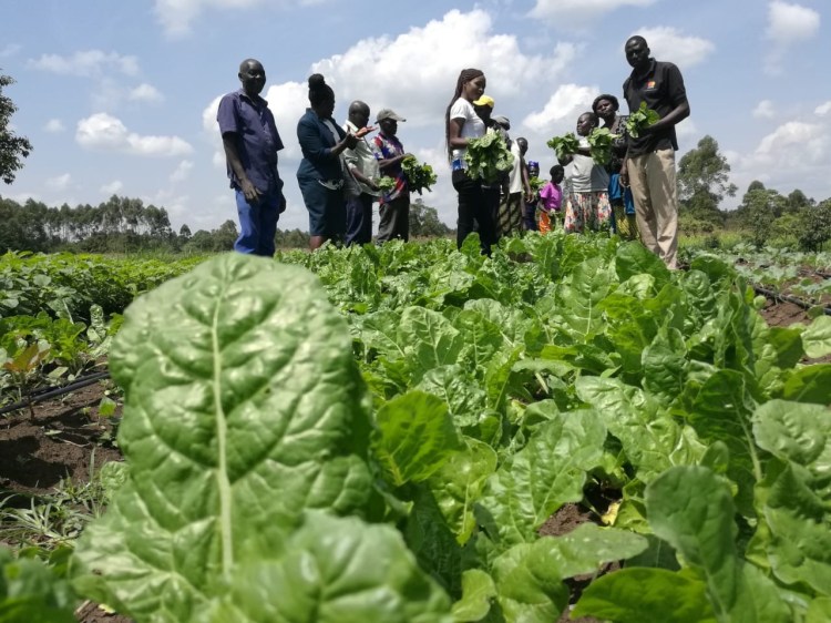 Training sessions for NGOs from Kenya an neighbor countries at our centers